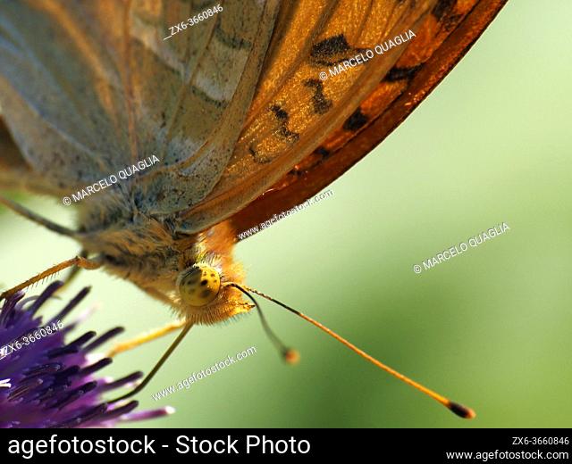 Silver washed fritillary butterfly (Agynnis paphia), detail. Summer time at Montseny Natural Park. Barcelona province, Catalonia, Spain