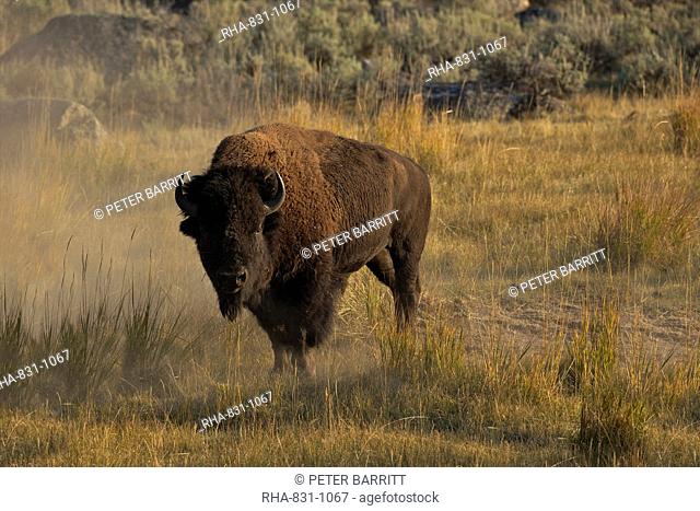 Bison in the Lamar Valley, Yellowstone National Park, UNESCO World Heritage Site, Wyoming, United States of America, North America