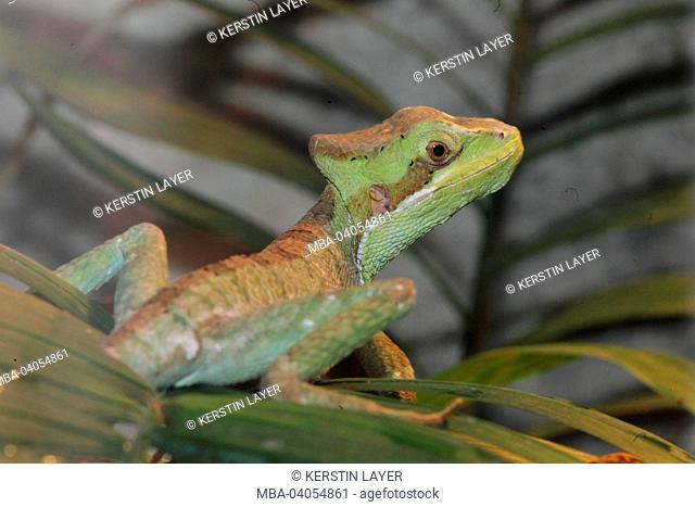 eastern casquehead iguana, Laemanctus longipes
