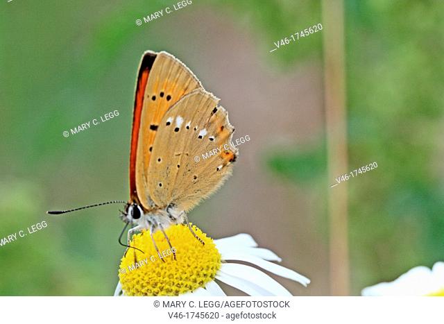 Scarce Copper, Lycaena virgaureae on daisy, Vicia hirsuta  Underwings with distinct markings  The white irregular line on back wing identifies it  The Scarce...