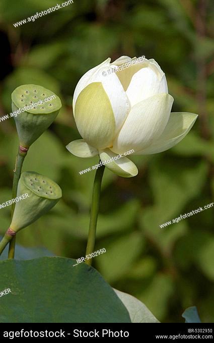 East Indian Lotus (Nelumbo nucifera), blossom and seed capsule