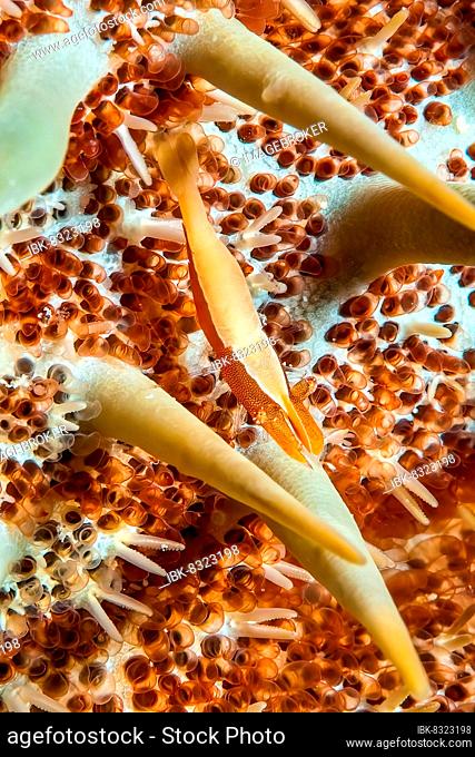 Close-up of small starfish partner shrimp (Zenopontonia soror) between spines of starfish, Pacific Ocean, Philippine Sea, Cabilao, Visayas, Philippines, Asia