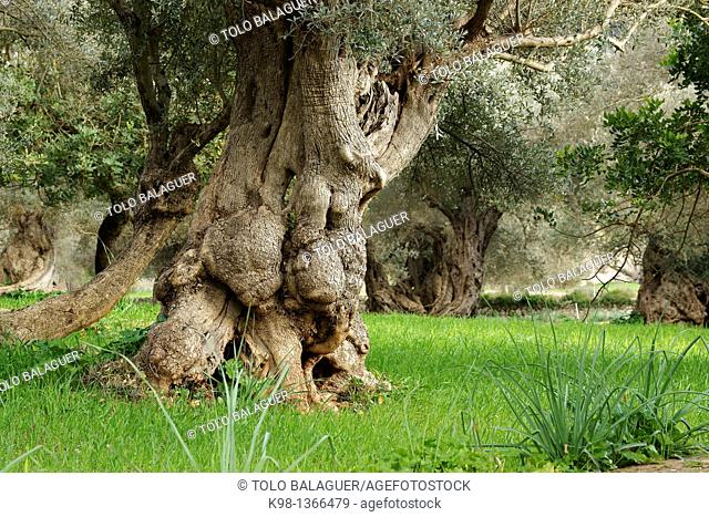 Centennial olive trees, Sa Bassa, Serra de Tramuntana, Bunyola, Majorca, Balearic Islands, Spain