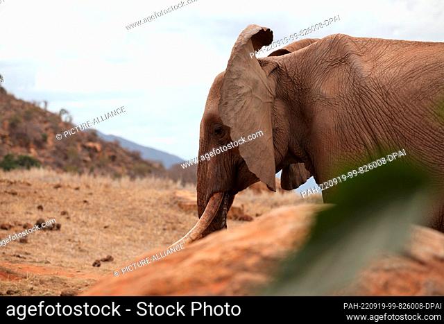 FILED - 24 August 2022, Kenya, Tsavo: An elephant stands at a waterhole in Tsavo East National Park. Tsavo East is considered the largest national park in Kenya