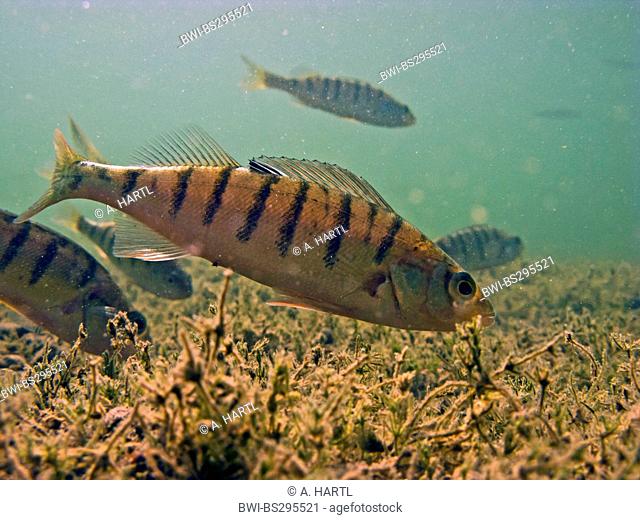 Perch, European perch, Redfin perch (Perca fluviatilis), several fishes looking for food among charales, Germany, Bavaria, Lake Chiemsee