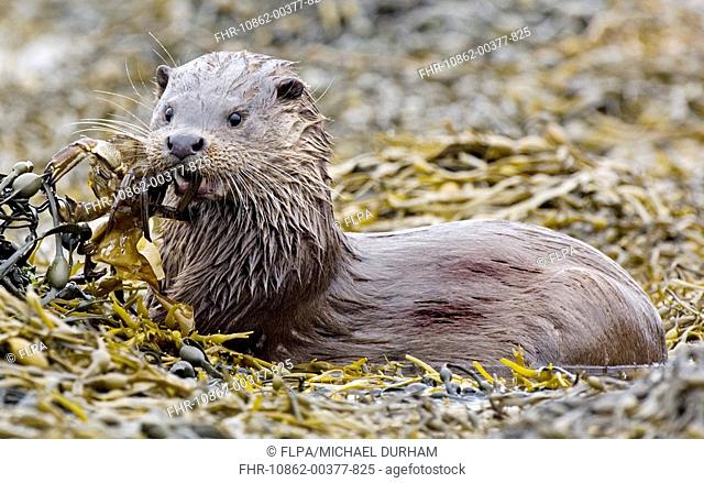 European Otter Lutra lutra adult, with crab prey, feeding, Loch Eport, North Uist, Outer Hebrides, Scotland