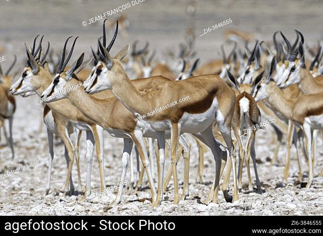 Herd of springboks (Antidorcas marsupialis) standing at the waterhole, Etosha National Park, Namibia, Africa