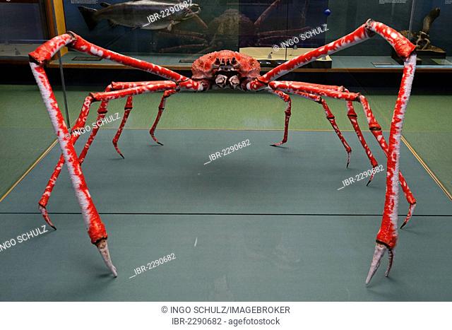 Japanese Spider Crab (Macrocheira kaempferi), preserved specimen in an exhibition at Meeresmuseum, Oceanographic Museum, Hanseatic City of Stralsund