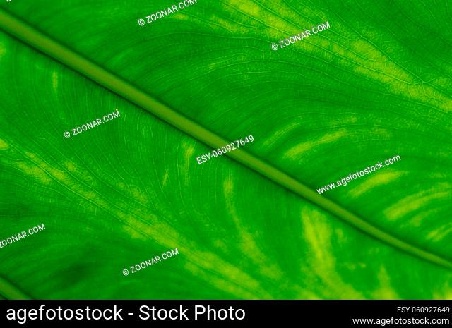 Philodendron Campii leaf underside