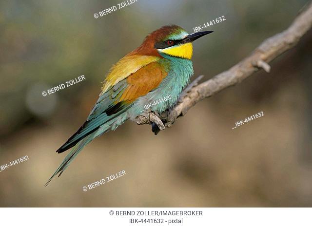 European bee-eater (Merops apiaster), male perched on branch, Kiskunság National Park, Hungary