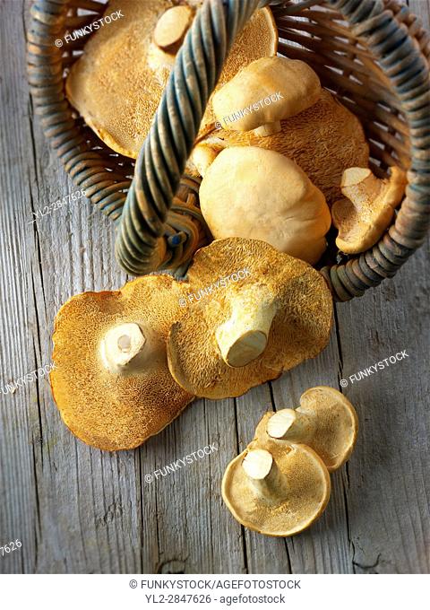 Fresh picked wiild organic Pied de Mouton Mushrooms (hydnum repandum) or hedgehog mushrooms