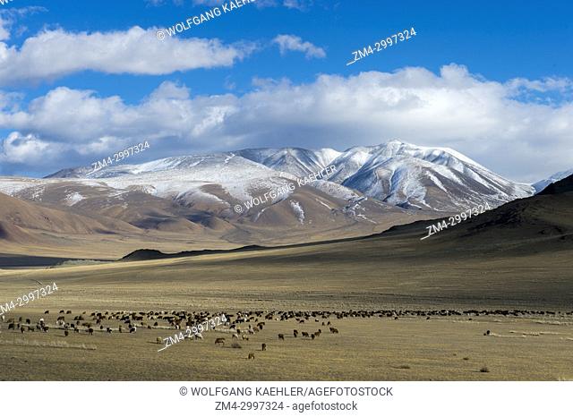 A herd of sheep grazing in a valley of the Altai Mountains near the city of Ulgii (Ölgii) in the Bayan-Ulgii Province in western Mongolia