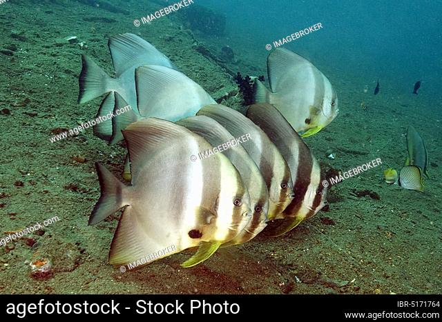 Orbicular batfish (Platax orbicularis), Moluccas, Pacific Ocean, Indonesia, Asia