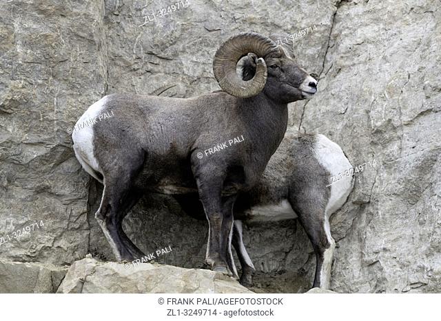 An adult male Bighorn sheep 'Ovis canadensis', protecting its Ewe from other Rams in lamar Valley Yellowstone National Park