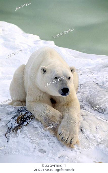 Polar Bear Lying Down Cape Churchill Manitoba Canada Winter Portrait