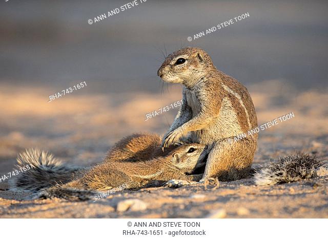 Ground squirrels (Xerus inauris) suckling, Kgalagadi Transfrontier Park, Northern Cape, South Africa, Africa