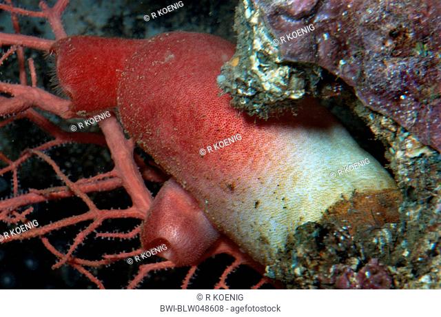 red sea-squirt, red sea peach Halocynthia papillosa, Tethyum papillosum, on ocean bed