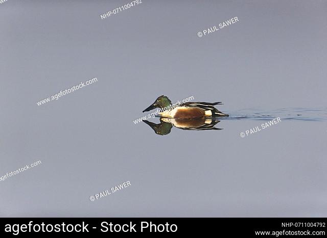 Northern Shoveler (Anas clypeata) adult male swimming with reflection, Suffolk, England, March, Credit:Paul Sawer / Avalon