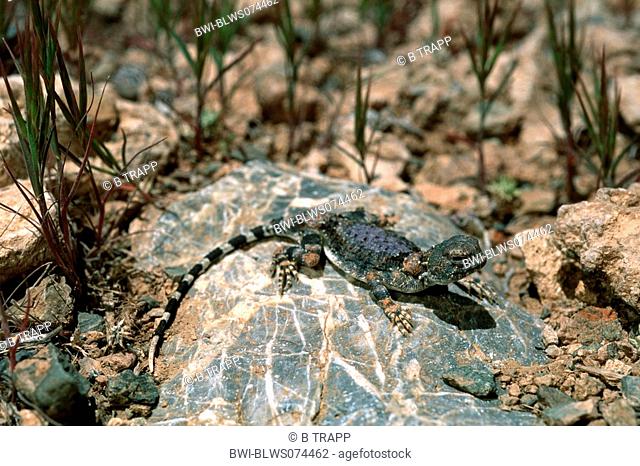 Gray toadhead lizard, Gray Toadhead agama Phrynocephalus scutellatus, Agama scutellata, sunbath, Iran, Isfahan