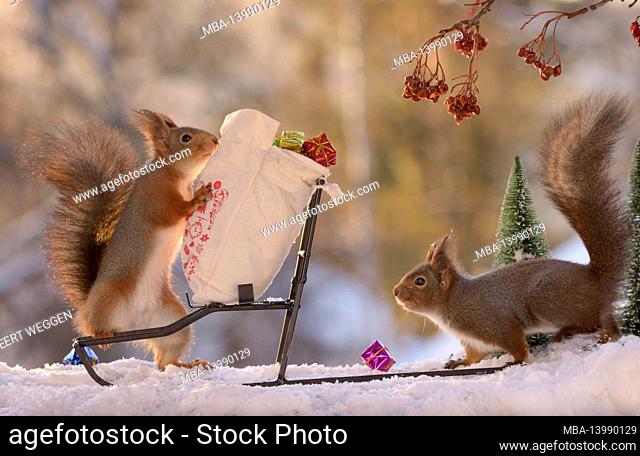 red squirrels with a sleigh and a bag