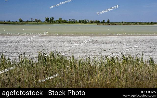 Heavily dried out Darscho or Warmsee, Lake Neusiedl-Seewinkel National Park, Burgenland, Austria, Europe