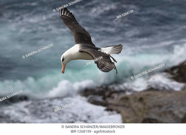 Black-browed Albatross or Black-browed Mollymawk (Diomedea melanophris), Falkland Islands, South America