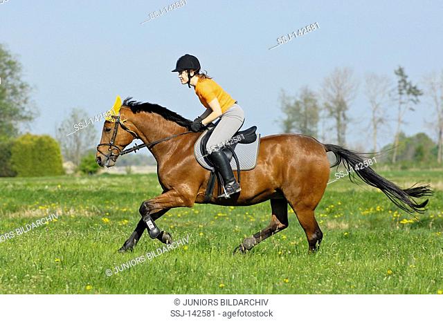 Young lady rider on back of an American Standard Bred horse galloping in a meadow