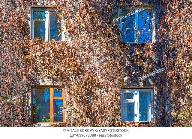 Facade of the house is braided with wild grapes. The vine in the fall, the windows of the house