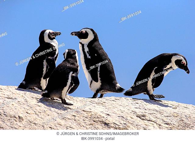 African Penguins (Spheniscus demersus) on rocks, Boulders Beach, Simon's Town, Western Cape, South Africa