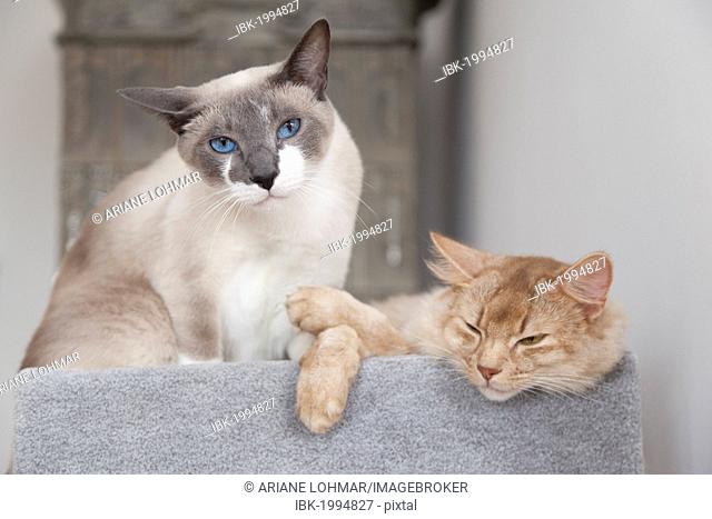 Two tomcats, Snowshoe and Somali breed, lying on a scratching post