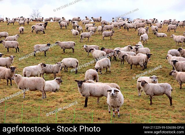 29 December 2021, Saxony-Anhalt, Heimburg: Sheep graze in a meadow on the A36 in the Harz Mountains. The approximately 400 animals belong to a flock in Heimburg...