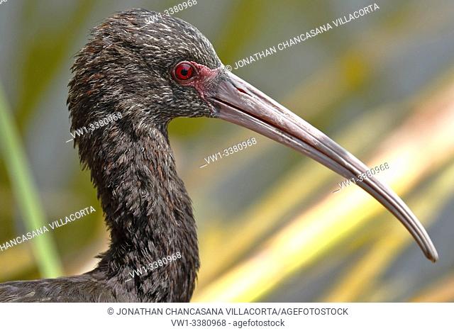 Puna ibis (Plegadis ridgwayi), portrait in detail of an individual in their natural habitat where they walked on the edge of a wetland. lima - Perú