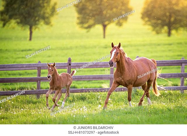 Oldenburg Horse. Chestnut mare with foal trotting on a pasture. Germany