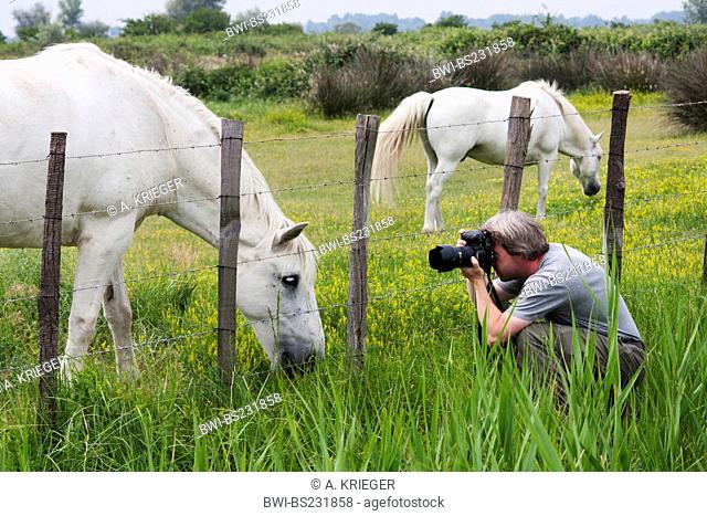 Camargue horse (Equus przewalskii f. caballus), man taking pictures of horses on a pasture, France, Camargue