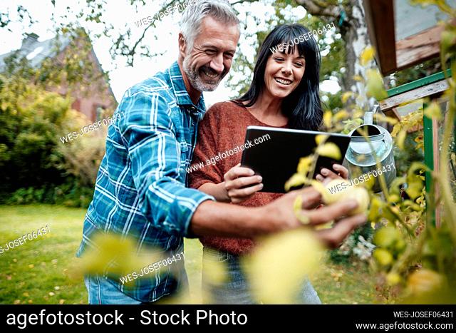 Smiling man picking fruit by woman with tablet PC in backyard