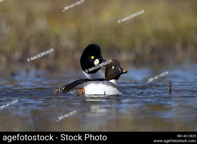 Common Goldeneye (Bucephala clangula), pair on water in front of copulation, male holding female by head feathers with beak, Kainuu, Finland, Europe