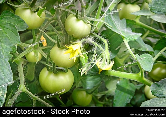 In the greenhouse on the branches of a tomato plant Matures a lot of green tomatoes