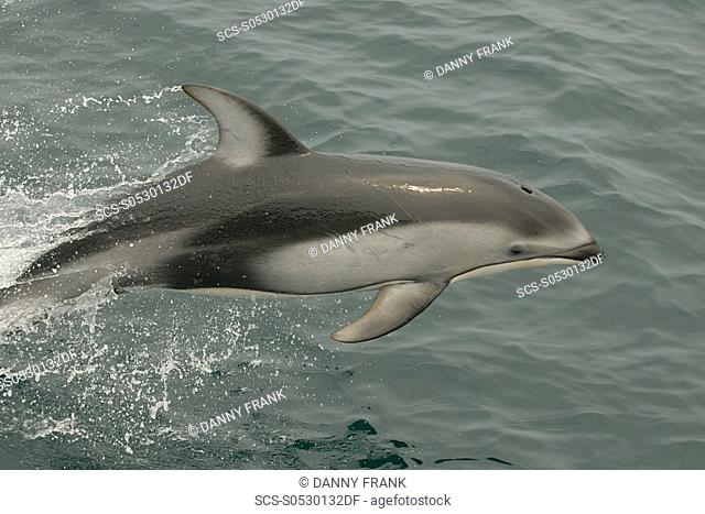 Pacific white sided dolphin Lagenorhynchus obliquidens porpoising, leaping, Monterey bay national marine sanctuary, california, usa, east pacific ocean