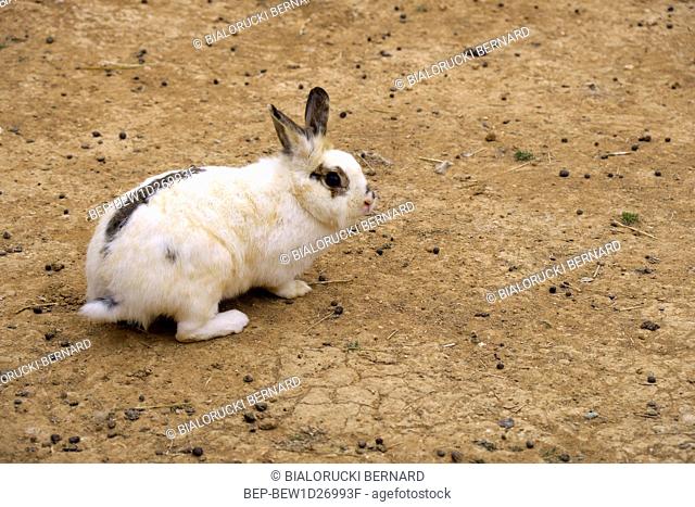Krolik domowy - lac. Oryctolagus cuniculus domesticus - w ogrodzie zoologicznym Domestic Bunny rabbit, Oryctolagus cuniculus domesticus, in a zoological garden