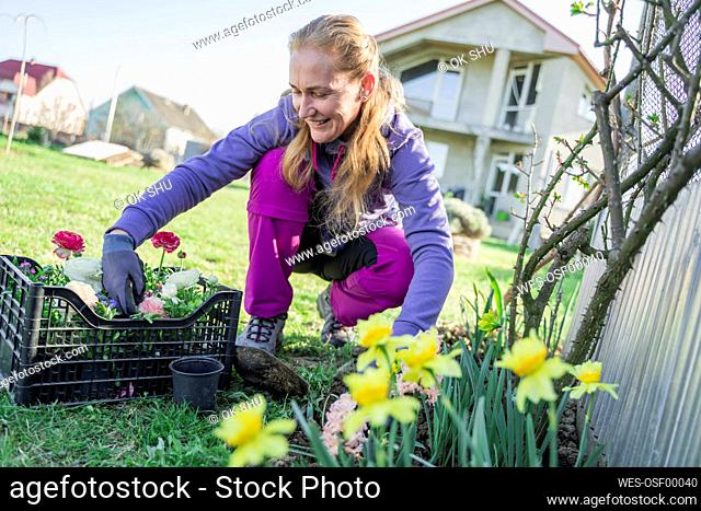 Woman planting ranunculus flowers crouching in garden on sunny day