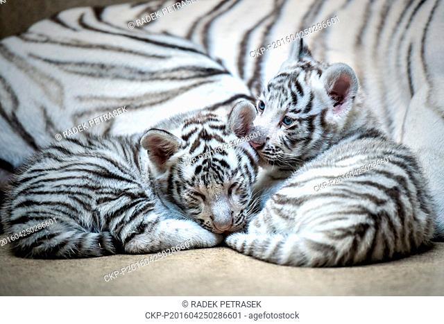 A pair of two-month baby white tigers cuddle with their mother Surya Bara at the Zoo in Liberec, Czech Republic, April 25, 2016