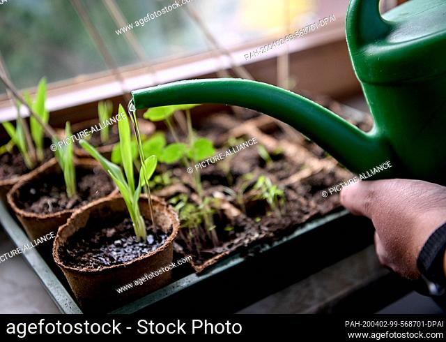 02 April 2020, Berlin: A young man is watering plants that are on the windowsill for cultivation. Photo: Britta Pedersen/dpa-Zentralbild/dpa