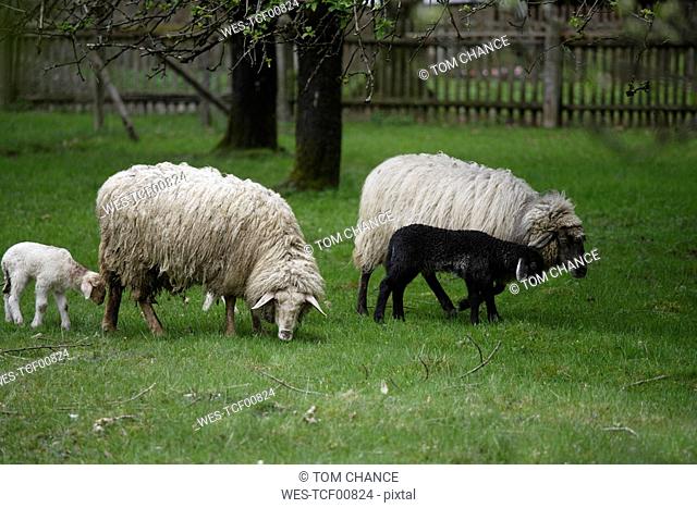 Germany, Bavaria, Ebenhausen, Sheep Ovis orientalis aries, females and lambs