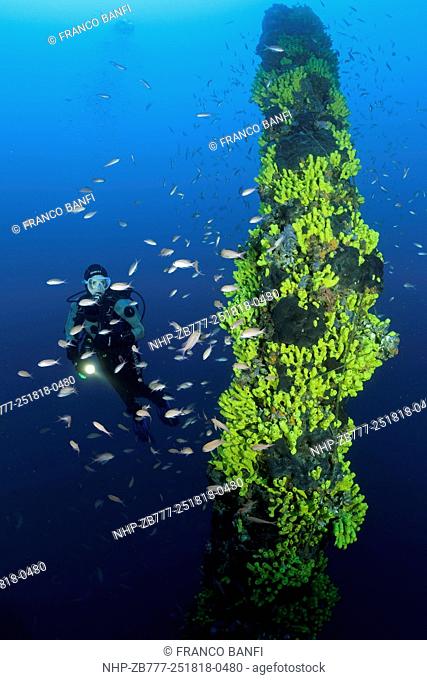Scuba diver and yellow sponges, Aplysina cavernicola covering one of the mast of the Taranto wreck (ex-Strassburg), SMS Strassburg was a light cruiser of the...
