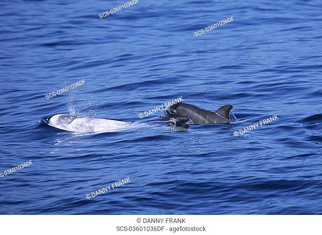 Risso's dolphin, Grampus griseus, close look at a calf surfacing next to its mother, fetal folds are visible, Monterey bay California, USA, Pacific ocean