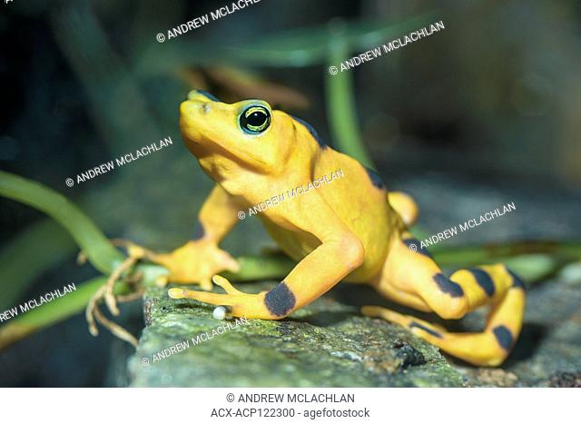 Panamanian Golden Frog (atelopus varius zeteki) - captive. A critically endangered frog endemic to Panama
