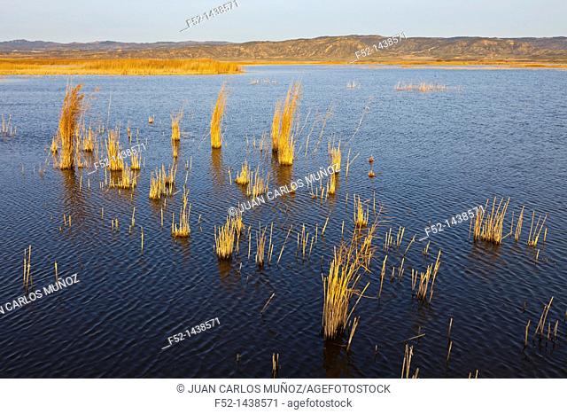 Laguna de Pitillas Nature Reserve, Navarra, Spain, Europe