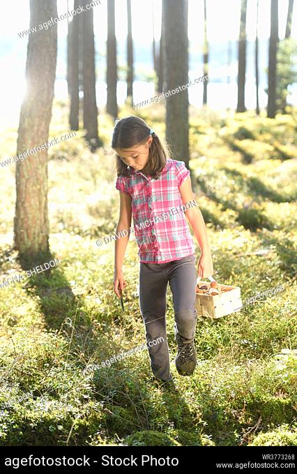 Girl collecting mushrooms in a pine forest