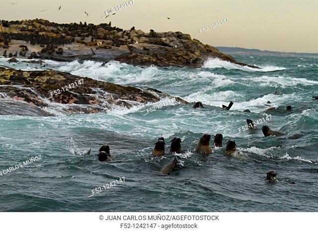 Cape fur seals (Arctocephalus pusillus), Seal Island, False Bay, South Africa