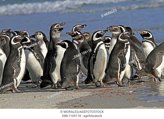 Magellanic Penguin (Spheniscus magellanicus). Saunders Island, Falkland Islands